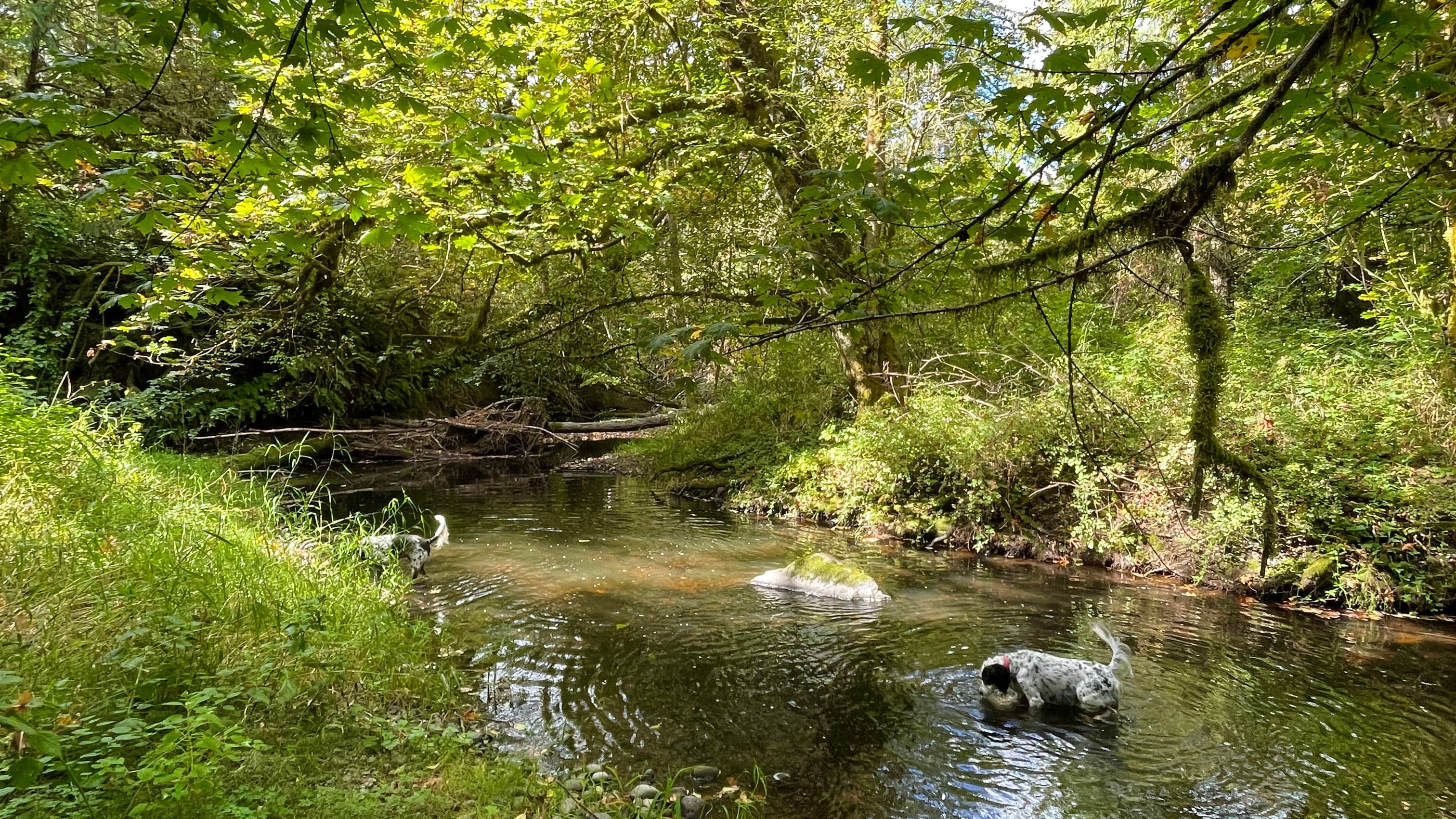 Children's Nature Day Camp