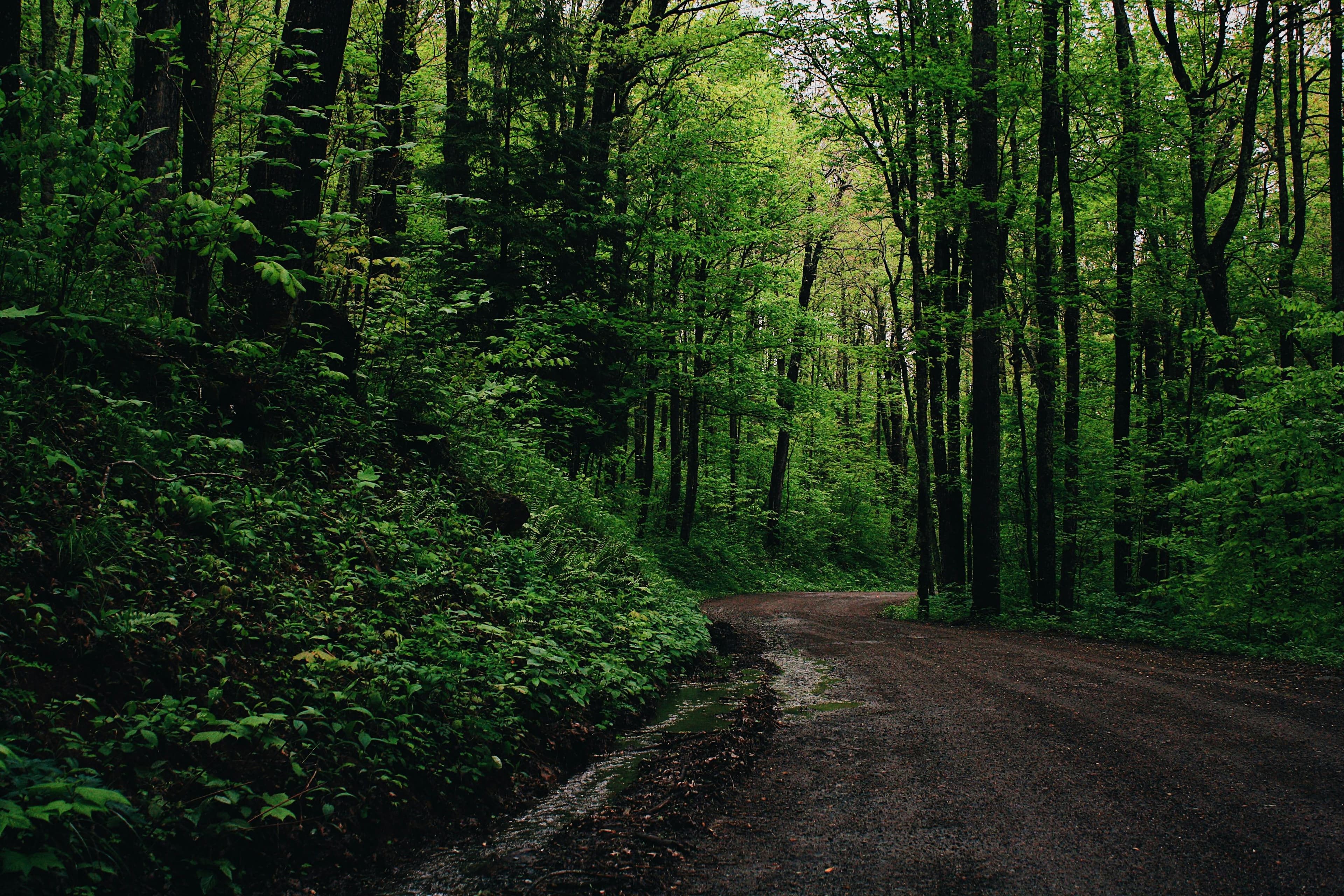 Forest background